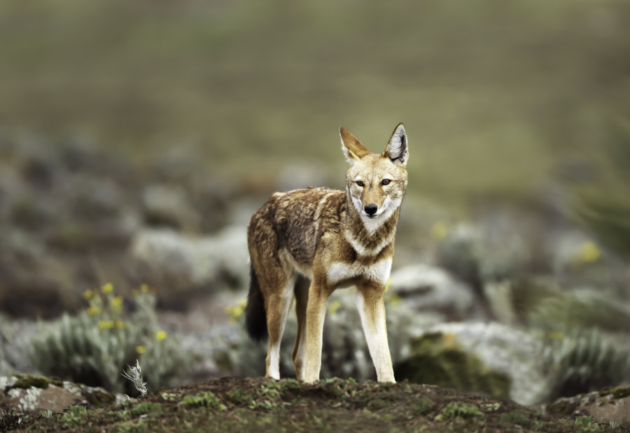 africa_ethiopia_bale_mountains_national_park_ethiopian_wolf_gallery_2